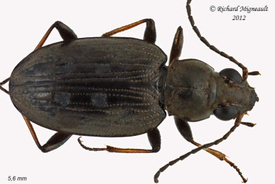 Ground beetle - Bembidion inaequale1 1 m12