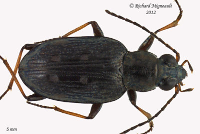 Ground beetle - Bembidion inaequale2 1 m12