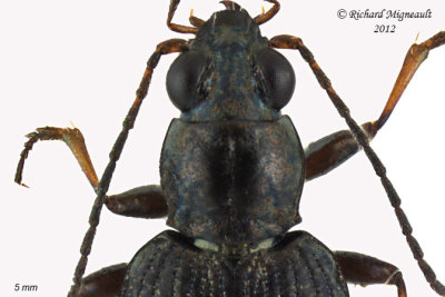 Ground beetle - Bembidion inaequale2 3 m12