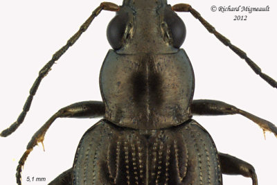 Ground beetle - Bembidion levettei 2 m12