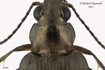 Ground beetle - Bembidion punctatostriatum2 2 m12