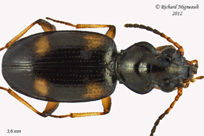Ground beetle - Bembidion quadrimaculatum 1 m12