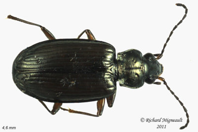 Ground Beetle - Bembidion rusticum 1 m11