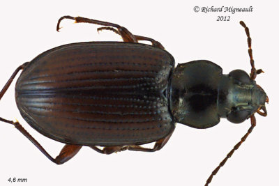 Ground beetle - Bembidion salebratum 3 m12