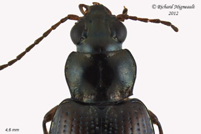 Ground beetle - Bembidion salebratum 4 m12