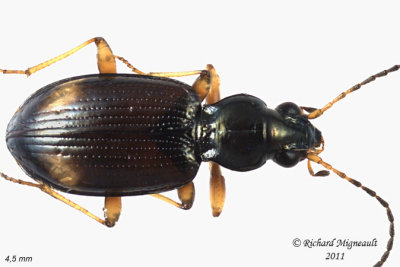 Ground beetle - Bembidion scopulinum 1 m11