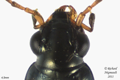 Ground beetle - Bembidion scopulinum 2 m11