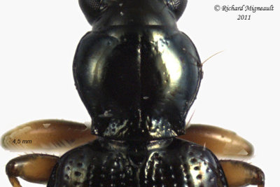 Ground beetle - Bembidion scopulinum 3 m11