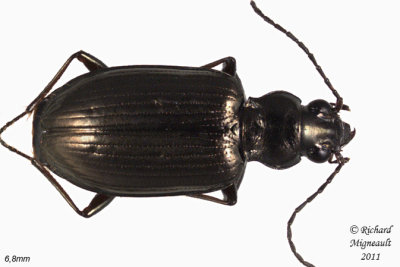Ground beetle - Bembidion Subgenus Pseudoperyphus m11 1