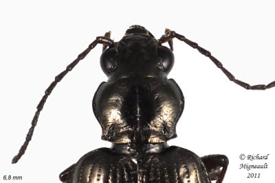 Ground beetle - Bembidion Subgenus Pseudoperyphus m11 2