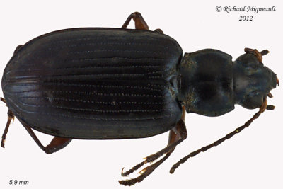Ground beetle - Bembidion Subgenus Pseudoperyphus sp2 m12 1