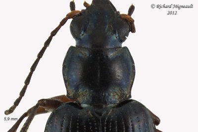 Ground beetle - Bembidion Subgenus Pseudoperyphus sp2 m12 2