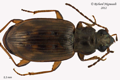 Ground beetle - Bembidion Subgenus Notaphus  1 m12