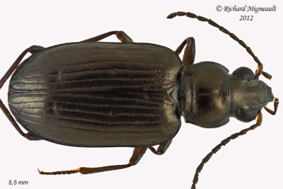 Ground beetle - Bembidion honestum 1 m12