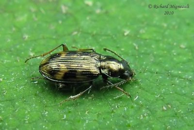 Ground beetle - Bembidion Subgenus Eupetedromus m10