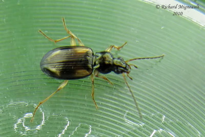 Ground beetle - Bembidion Subgenus Peryphus 1m10