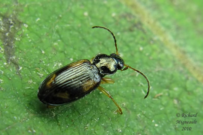 Ground beetle - Bembidion Subgenus Peryphus 2m10