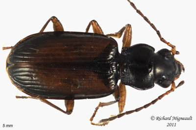 Ground Beetle - Bembidion sulcipenne1 1 m11