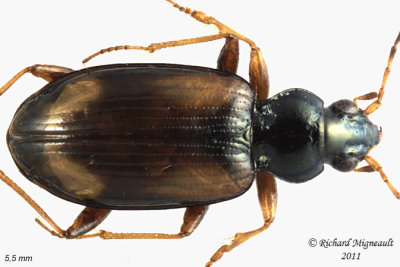 Ground beetle - Bembidion tetracolum1 1 m11