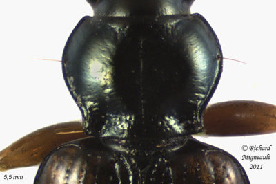 Ground beetle - Bembidion tetracolum1 2 m11