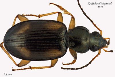 Ground beetle - bembidion tetracolum 1 m12