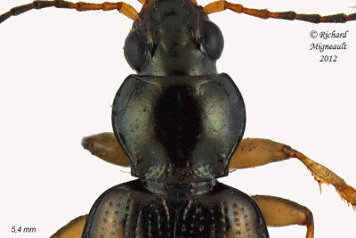 Ground beetle - bembidion tetracolum 2 m12