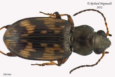 Ground beetle - Bembidion versicolor1 1 m12