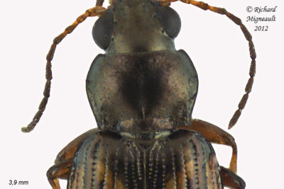 Ground beetle - Bembidion versicolor1 2 m12