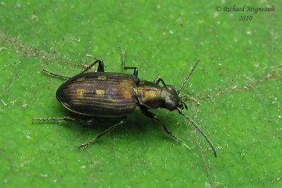 Ground beetle - Bembidion zephyrum m10