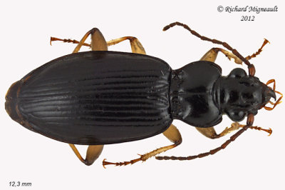 Ground beetle - Patrobus longicornis 1 m12