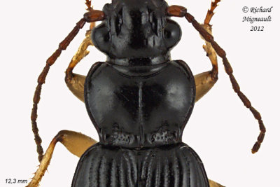Ground beetle - Patrobus longicornis 2 m12