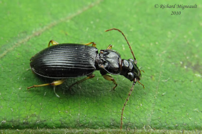 Ground Beetle - Patrobus longicornis Say 1m10