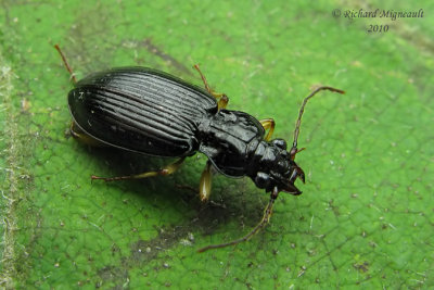 Ground Beetle - Patrobus longicornis Say 2m10