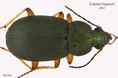 Ground Beetle - Subfamily Harpalinae