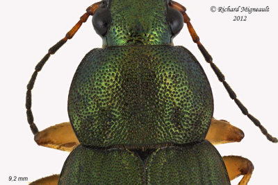 Ground beetle - Chlaenius lithophilus 2 m12