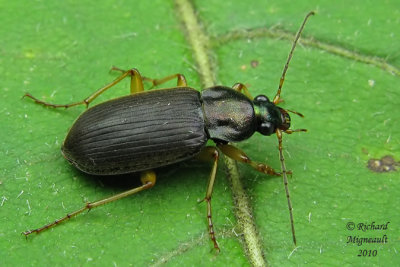 Ground beetle - Chlaenius p. pensylvanicus Say 2m10