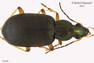 Ground beetle - Chlaenius pennsylvanicus1 1 m12