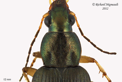 Ground beetle - Chlaenius pennsylvanicus1 2 m12