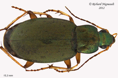 Ground beetle - Chlaenius pennsylvanicus2 1 m12