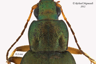 Ground beetle - Chlaenius pennsylvanicus2 2 m12