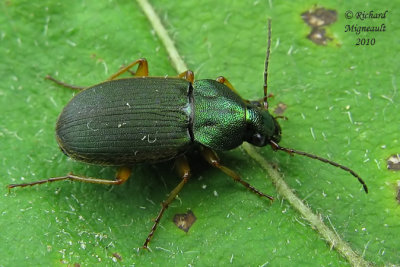Ground beetle - Chlaenius pensylvanicus Say m10