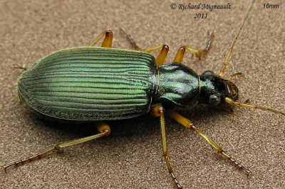 Ground beetle - Chlaenius sericeus 1 m11f