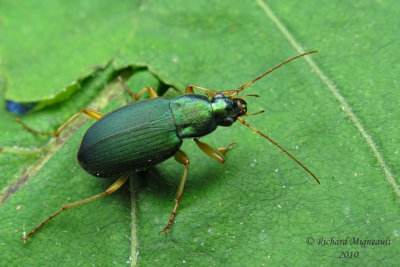 Ground beetle - Chlaenius sericeus sericeus Forster 2m10