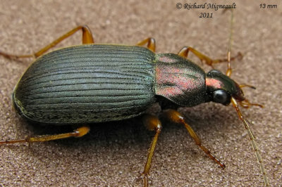Ground Beetle - Chlaenius tricolor 3 m11