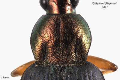 Ground Beetle - Chlaenius tricolor 4 m11