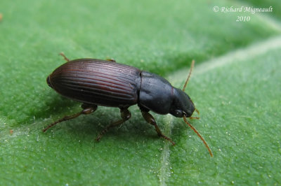 Ground Beetle - Harpalini sp1 1m10