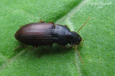 Ground Beetle - Harpalini sp1 2m10