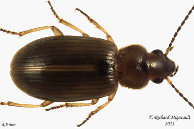 Ground beetle - Bradycellus nigrinus 1 1 m11