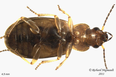 Ground beetle - Bradycellus nigrinus 1 2 m11