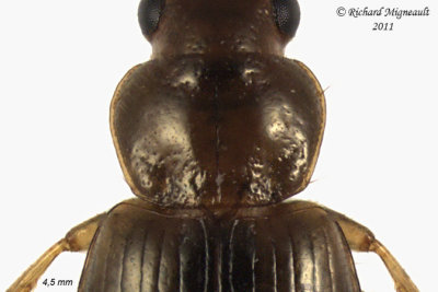 Ground beetle - Bradycellus nigrinus 1 3 m11